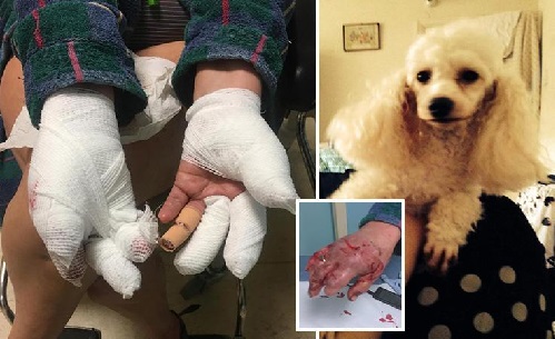 Pitbull kills family poodle and attacks owner after bursting into home