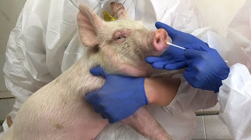 New swine flu found in China